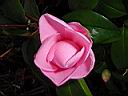 camellia betty ridley.JPG